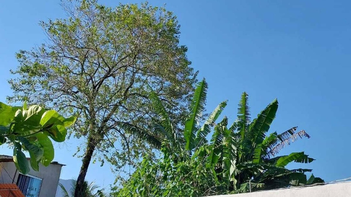 Sertao da Quina Cottage | Quarto Para Grupo até 4 Pessoas Praia da Maranduba Ubatuba Sp
