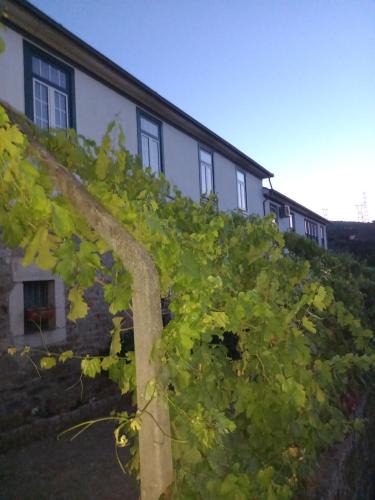 Lamego House | Quinta Casa Do Quintal