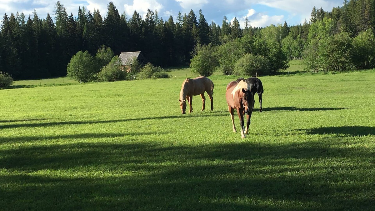 Martin City House | Ranch close to Glacier; open views/mtns/meadows/creek/trails; wildlife; barns