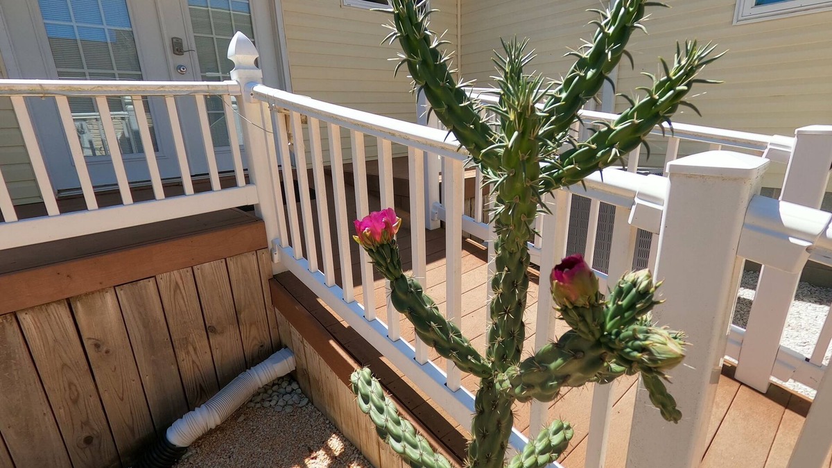 Long Neck House | RANCH WITH CACTUSES weekly and monthly rentals up to 35% OFFn+No linen fee
