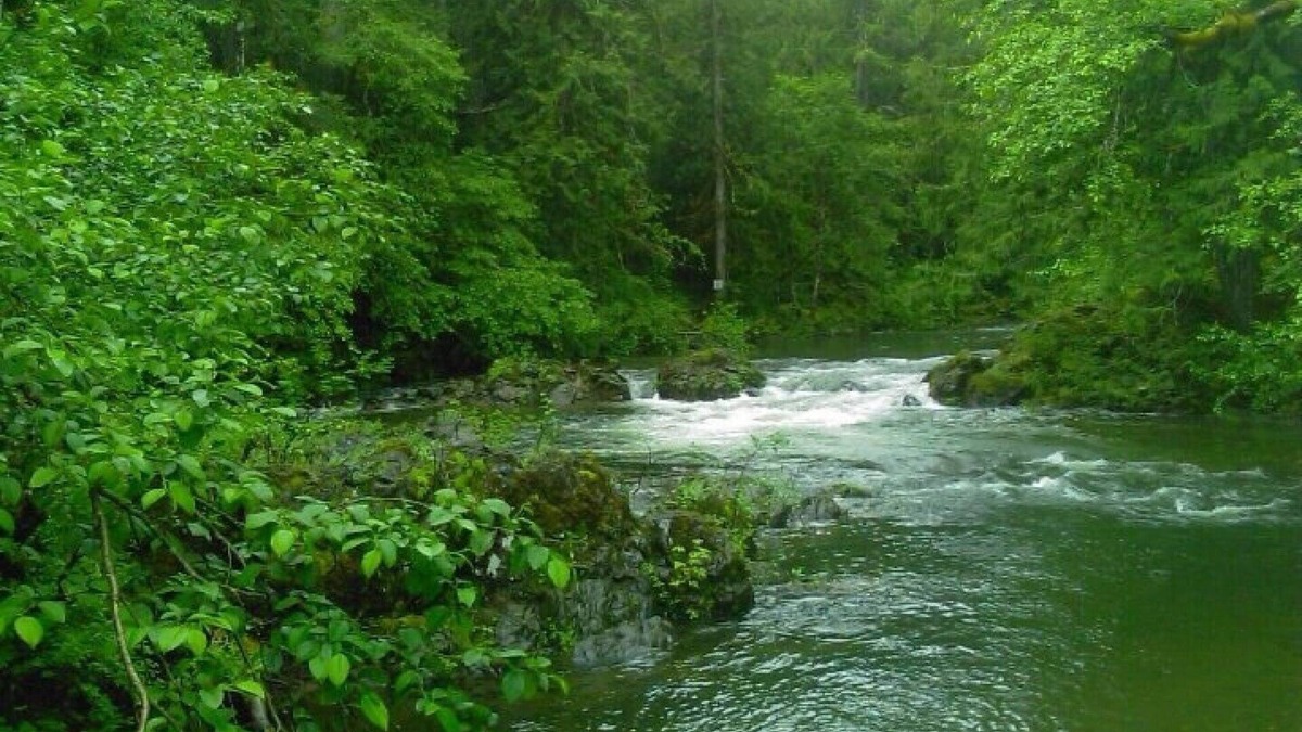 Shawnigan Lake House | ~♡RIVERSIDE. 3+Den BR Cabin Offgrid. Famiy Friendly. Off- season rates. Inquire!