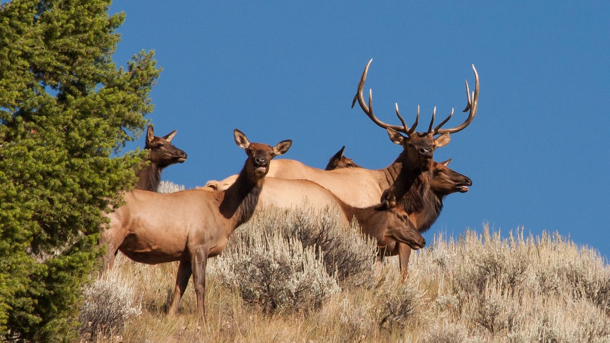 Custer County House | Rocky Mountain RV Camp