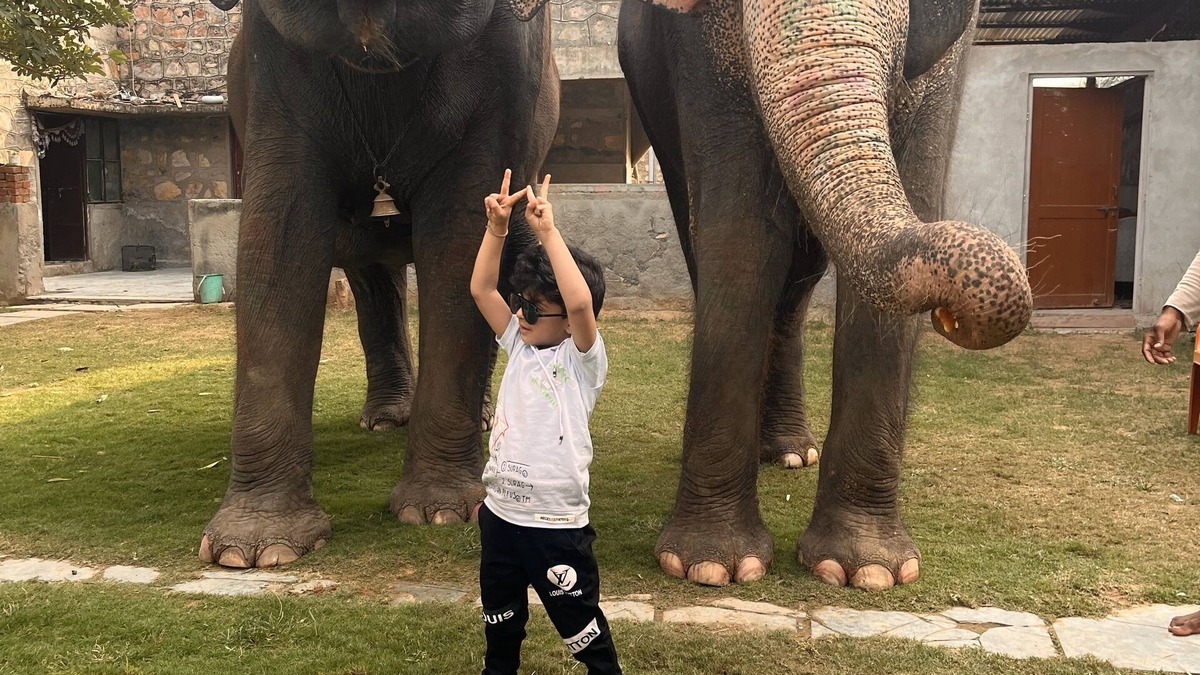 Pink City House | Room 3 - You can spend time with elephants by going close them