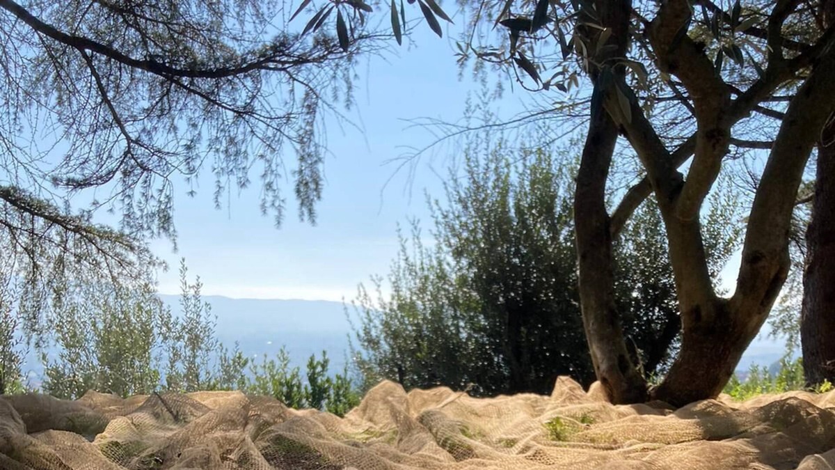 Terni Villa | Room with mountain view and the city of Terni in a villa among the olive trees.