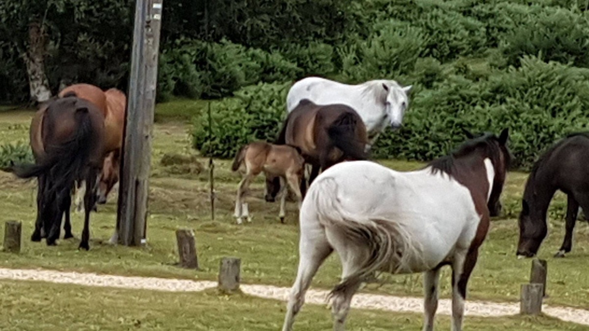 New Forest District Cottage | Rose Cottage, Burley, New Forest National Park - dog friendly,EV point,sleeps 10