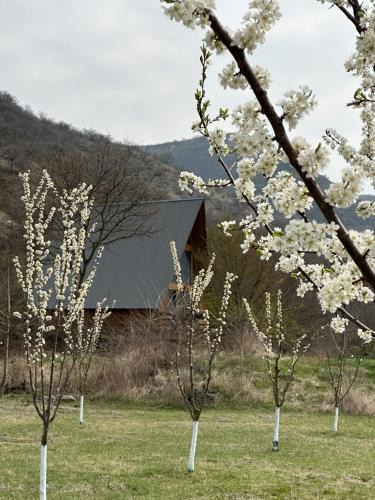 Kvemo Kartli Ski Chalet | Samshvilde Hideaway