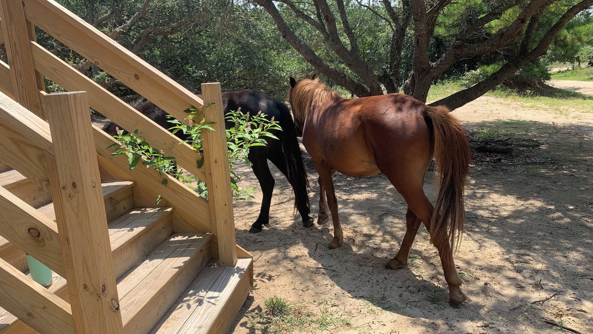 Carova Beach House | Sandy Adventures!nThird row from the ocean!nWild Horses roam the area- Carova