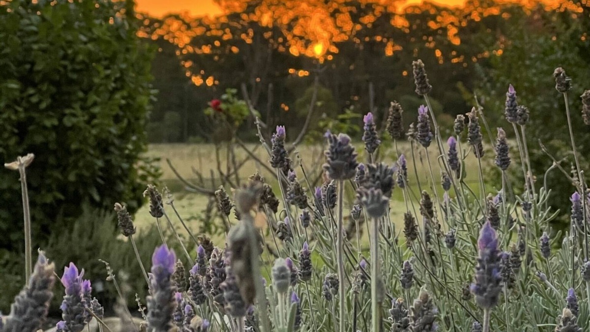 Fleurbaix Cottage | Serenity on Stanthorpe