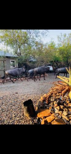 Marloth Park Cabin | Shiringa kruger lodge