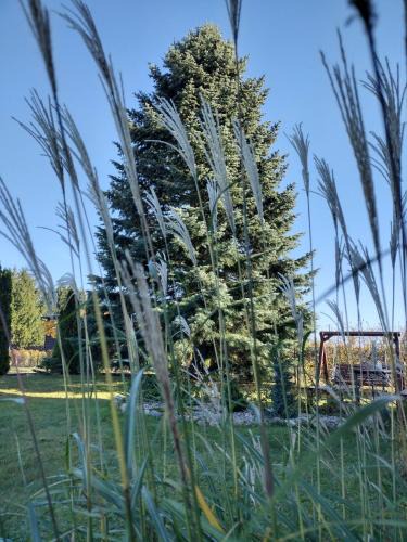 Ostrow Wielki Apartment | Siedlisko Jelonki