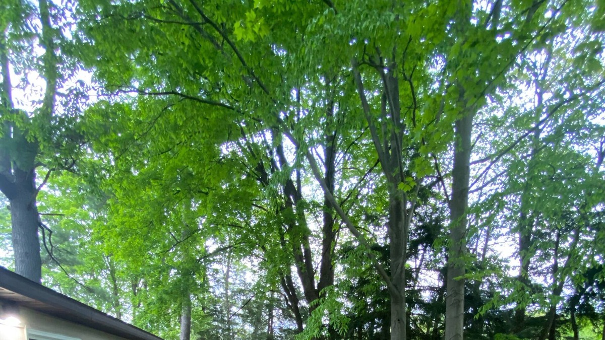 Marion Cabin | Sleepy Riverfront Cabin on Middle Branch River - 5 min from Marion - 20 min from cadillac/lake city