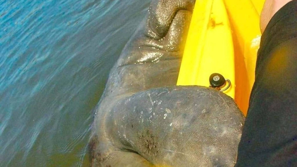 Cocoa Beach Condo | Stay and kayak with dolphins manatees