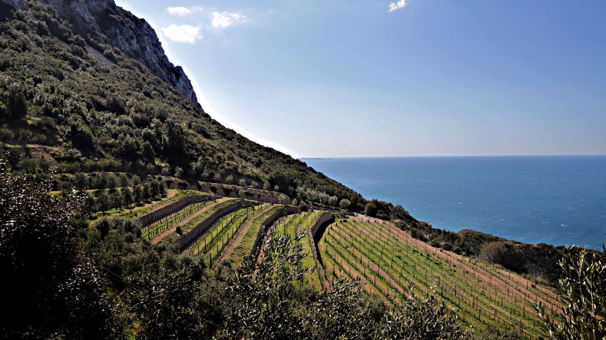 Cala Piccola House | Stunning sea view cottage, surrounded by vineyards, with beach access: 'Lentisk'