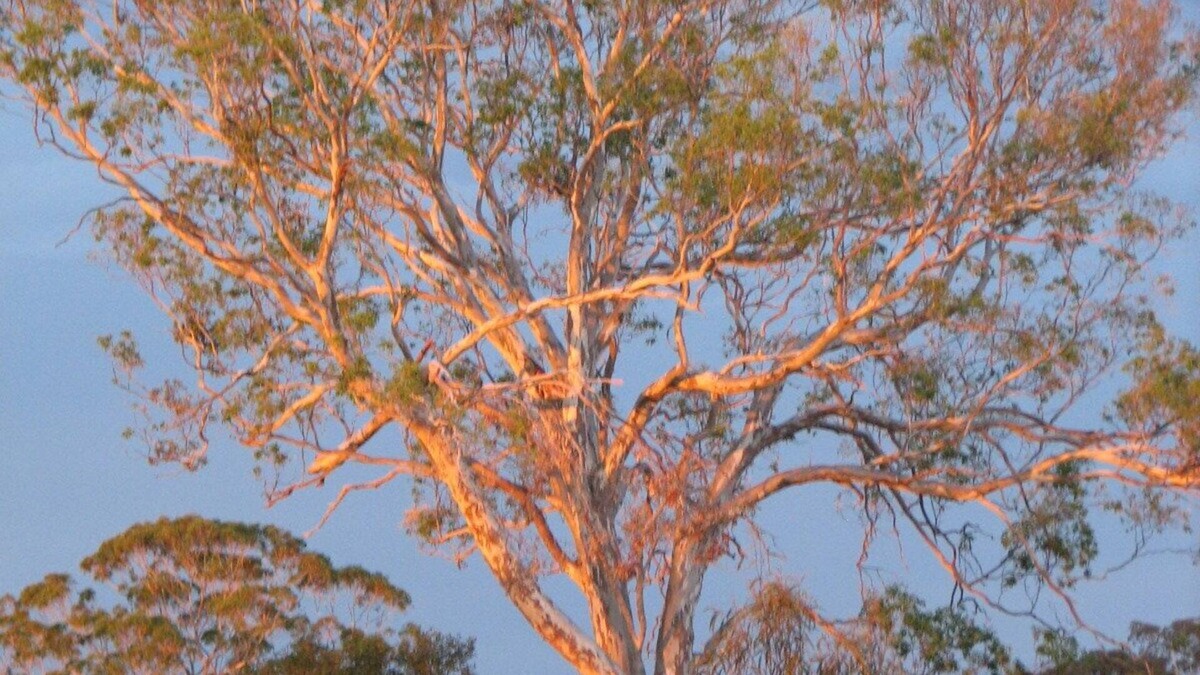 Bumberrah House | Tambo Trails through the Ringbark