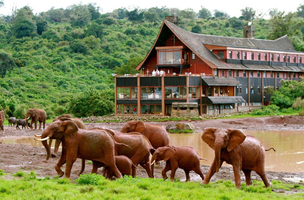 Aberdare National Park Cabin | The Ark Lodge