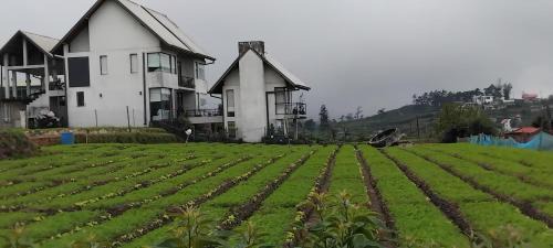 Nuwara Eliya House | The Essence