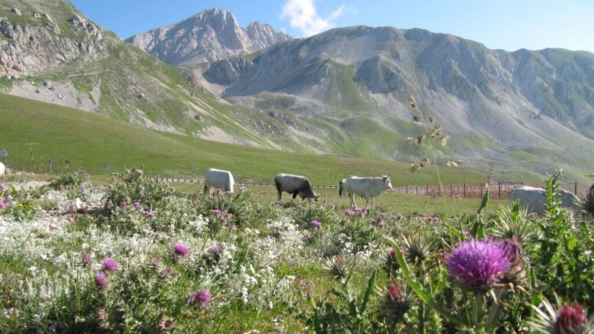 Montebello di Bertona Apartment | The perfect place for a mountain and beach vacation!