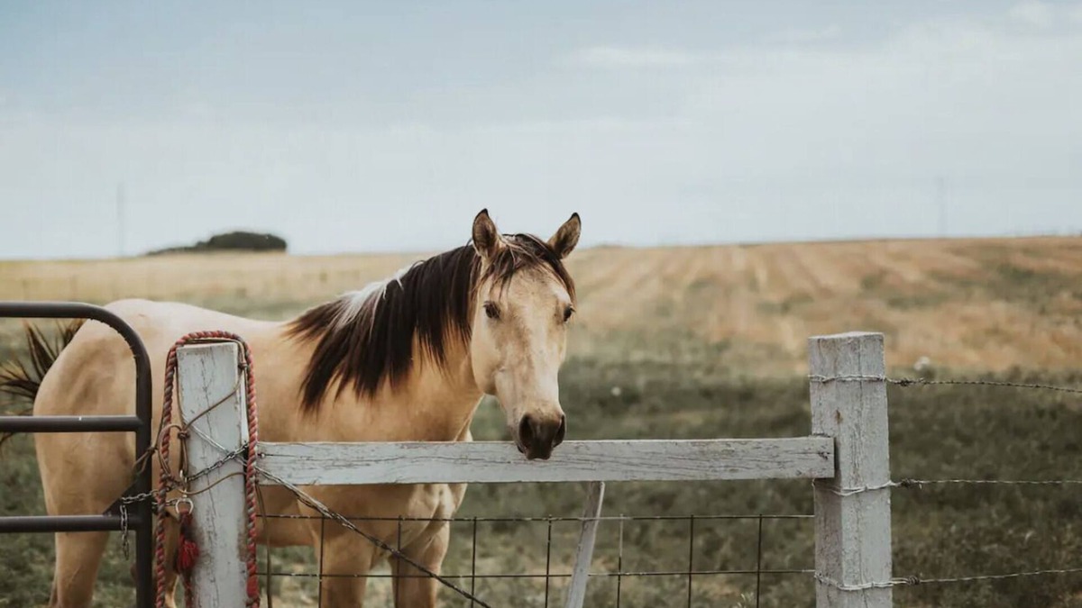 Hudson Other | The Red Farm House on Colorado Horse Ranch. Country living close to Denver!
