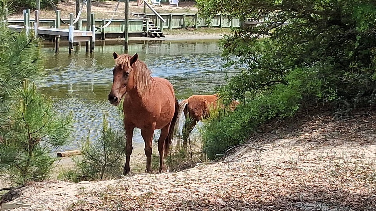 Carova Beach House | The Salty Seahorse!4x4 beach, private dock, hot tub, pool, Horses. Pet-Friendly