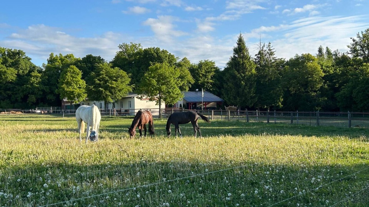 Dankerode Apartment | The Zechenhaus - relaxation in the beautiful Harz Mountains