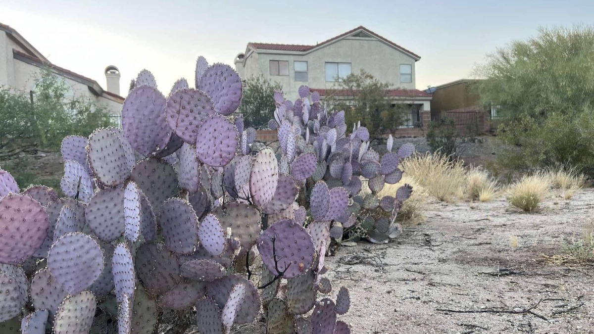 Oro Valley House | TheDesertOasis@ #LambertPark:4BD,Mountain Views,Gym,HOA Pool&Spa,PoolTable,CottonBedding