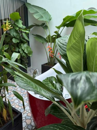 Long Xuyen Apartment | Thiên Nhiên Hotel
