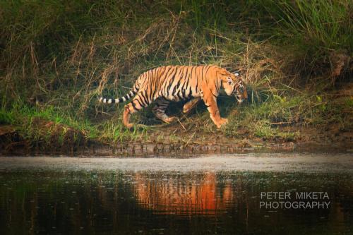 Sauraha Bed & Breakfast | Tiger Corner Inn Homestay