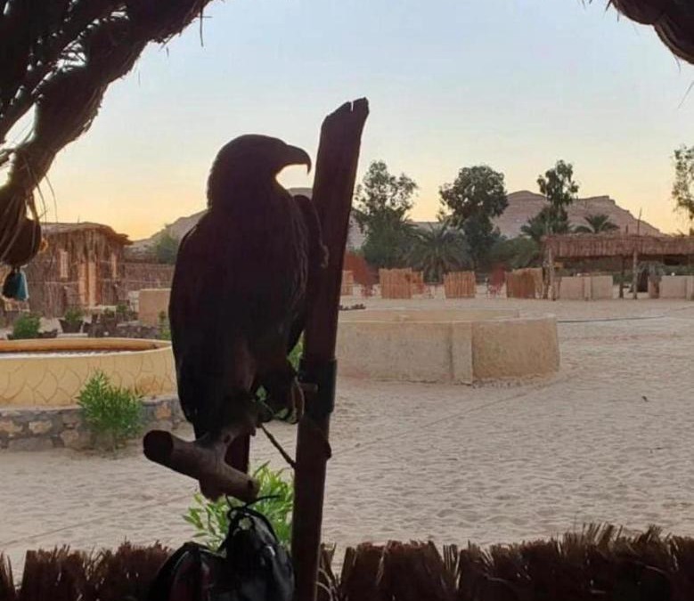 Siwa Hotel | Tijan Siwa