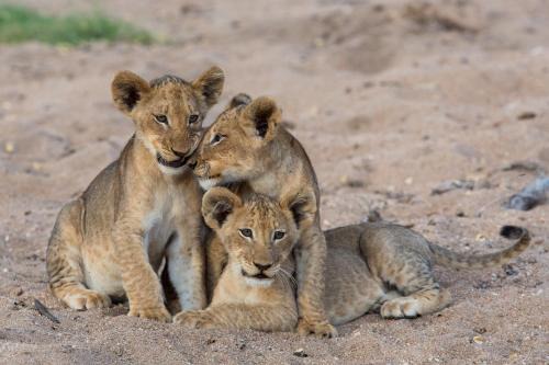 Thorny Bush Game Reserve Cabin | Tintswalo Safari