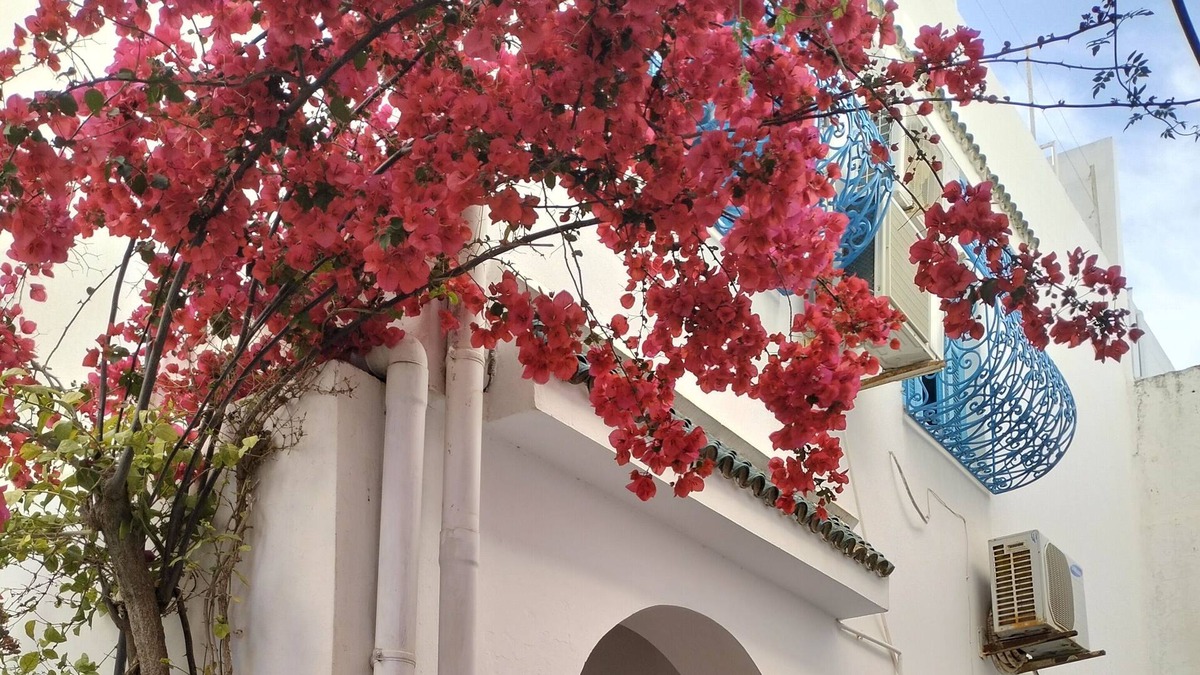 Sidi Bou Said House | Favorite in Sidi Bou Said