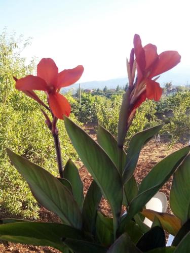Castrovillari Bed & Breakfast | Tra Gli Ulivi