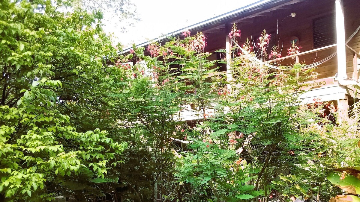 San Ignacio Apartment | Treetop 'Jungle Like' Escape in San Ignacio – Your Belize Oasis Awaits!