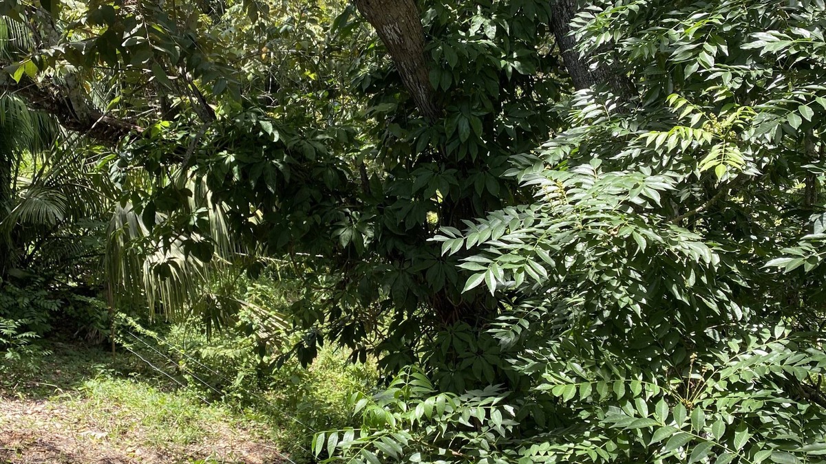 Spanish Lookout Hotel | Tropical View