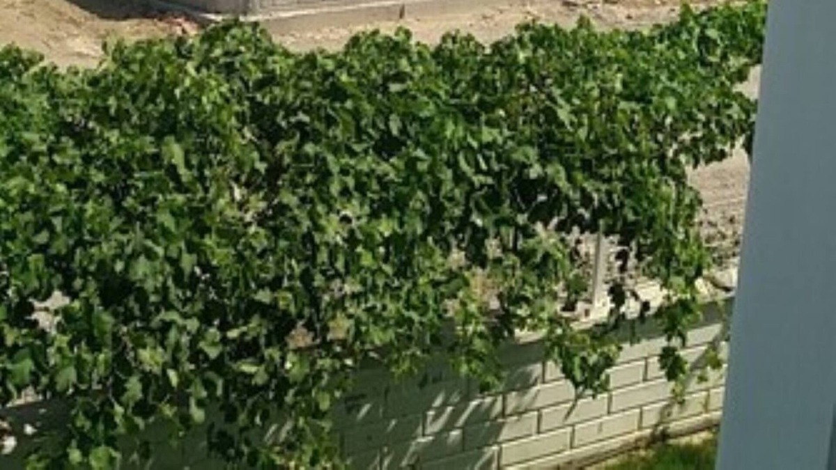 Dalaman Villa | TURKISH LAVANTA VİLLAS1