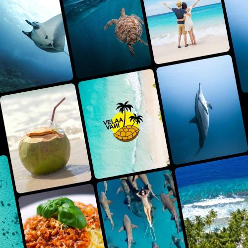 Dhiffushi Hotel | Turtle Hive - Velaa Vani