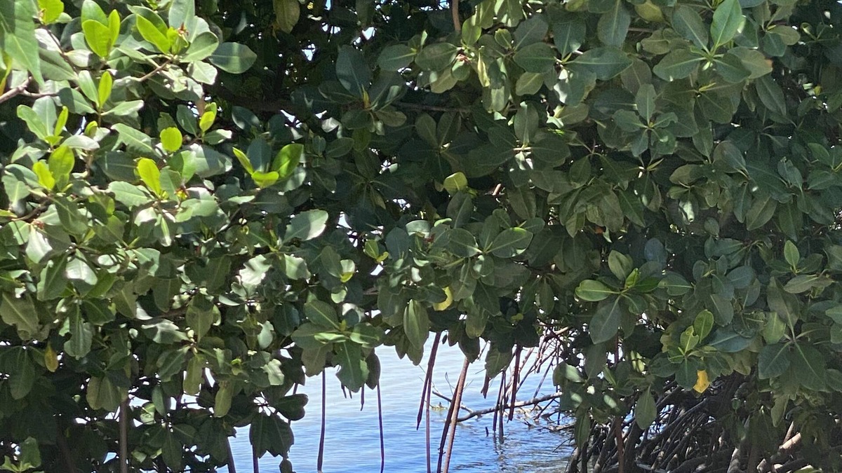 Cabo Rojo Condo | Two one bedroom apartments that are connected thru a door that can be locked,