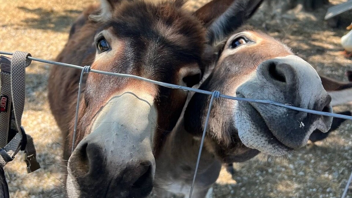 Randolph County House | Unique Farm Stay and Petting Zoo!