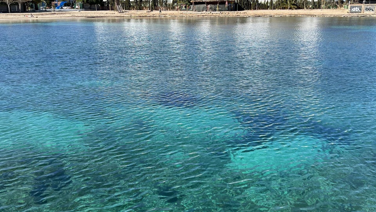 San Antonio Bay Apartment | Upscale 3 bedroom front line sea with sunset view