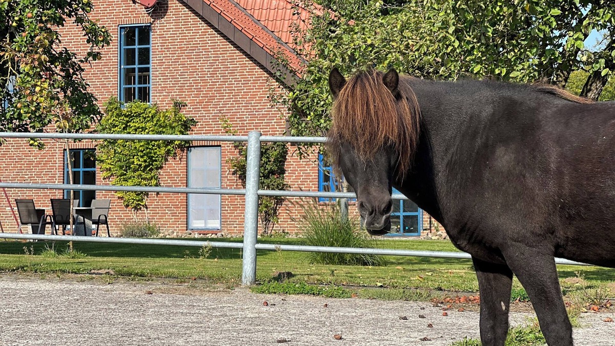 Osterby Apartment | Vacation apartment Vidja - Holidays on the Icelandic horse farm for up to 4 people