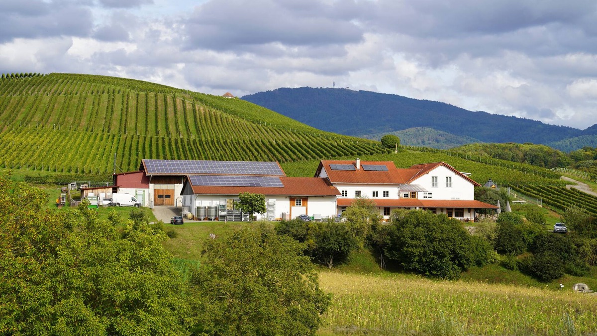 Mauchen Apartment | Vacation at the winery