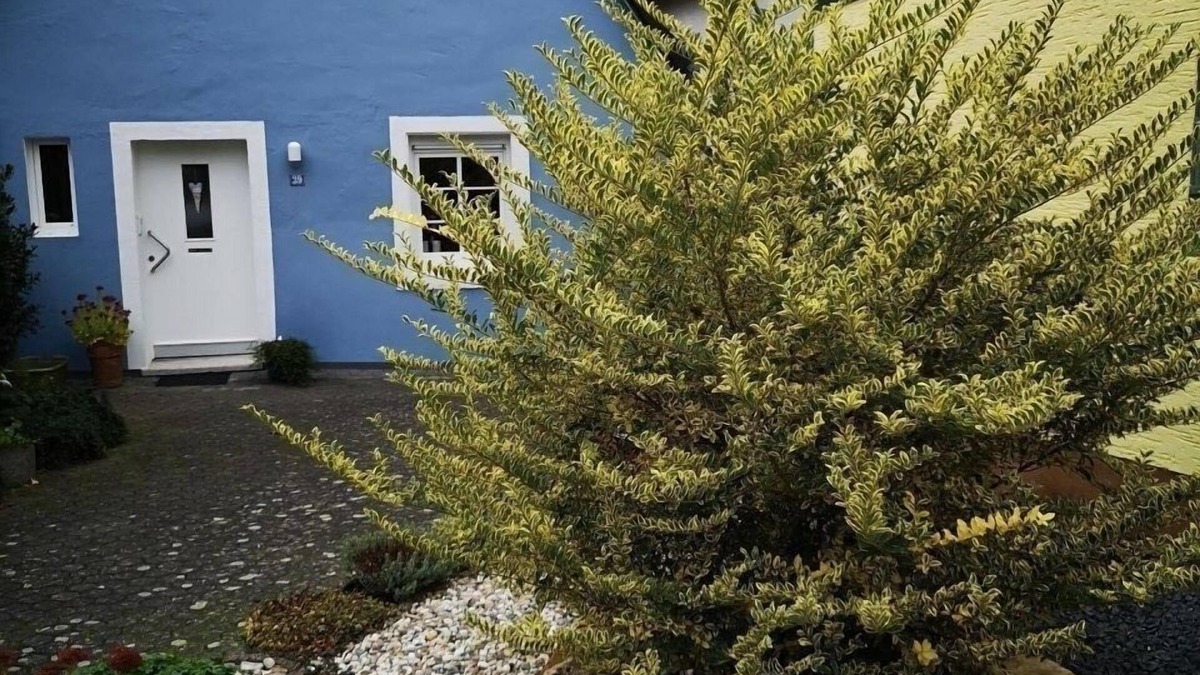 Rachtig House | Vacation home for 3 guests with 50m² in Zeltingen-Rachtig (297834)