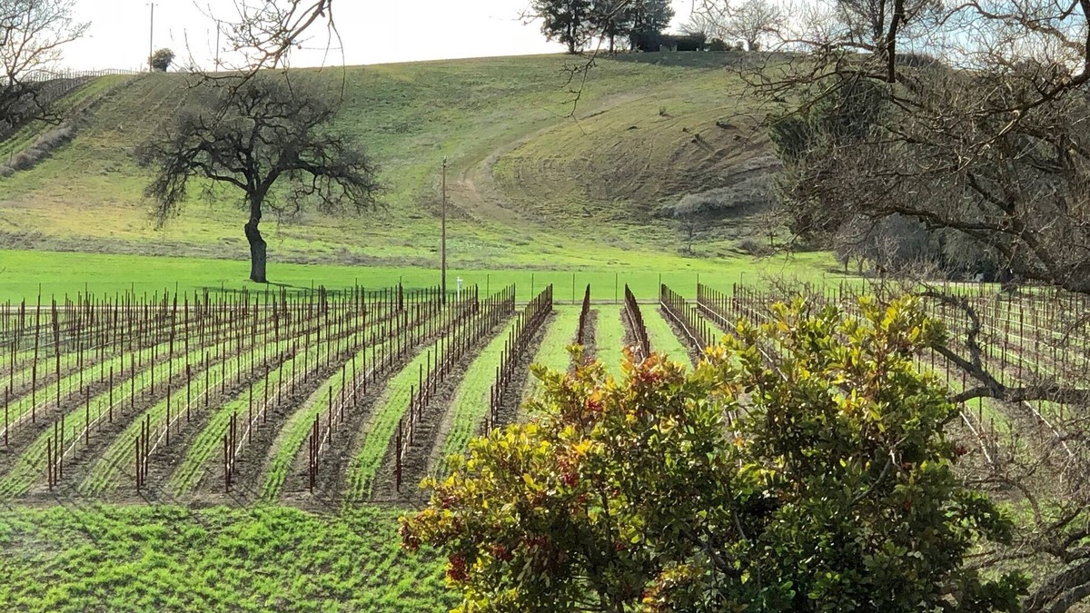 Paso Robles House | Vacation in the vineyard