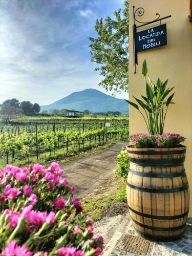 Boscotrecase House | Vesuvio Inn Guest House e Wine Experience