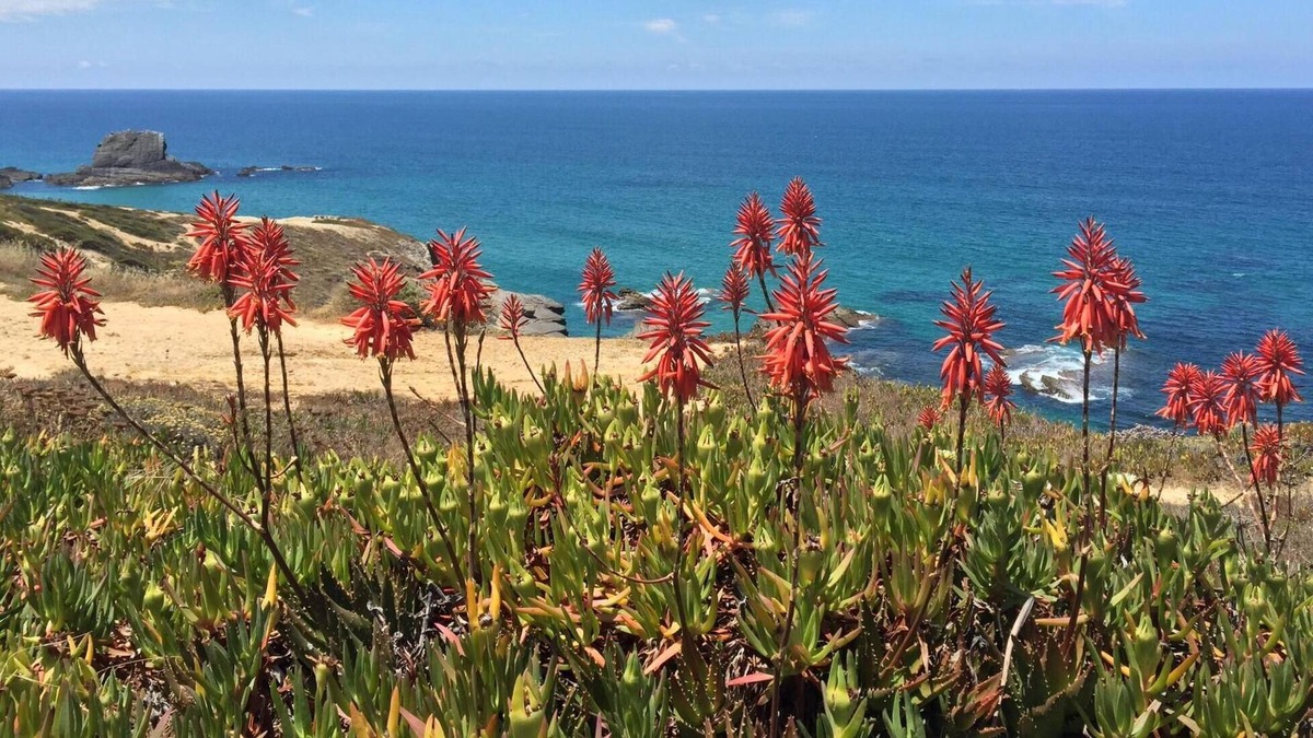 Zambujeira do Mar Villa | Villa by the sea with spectacular panoramic views of the Atlantic Ocean