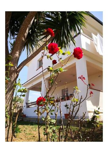 Altavilla Milicia Villa | Villa panoramica con Piscina