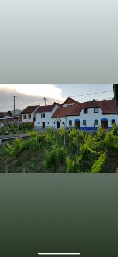 Boretice House | Vinný sklípek s ubytováním