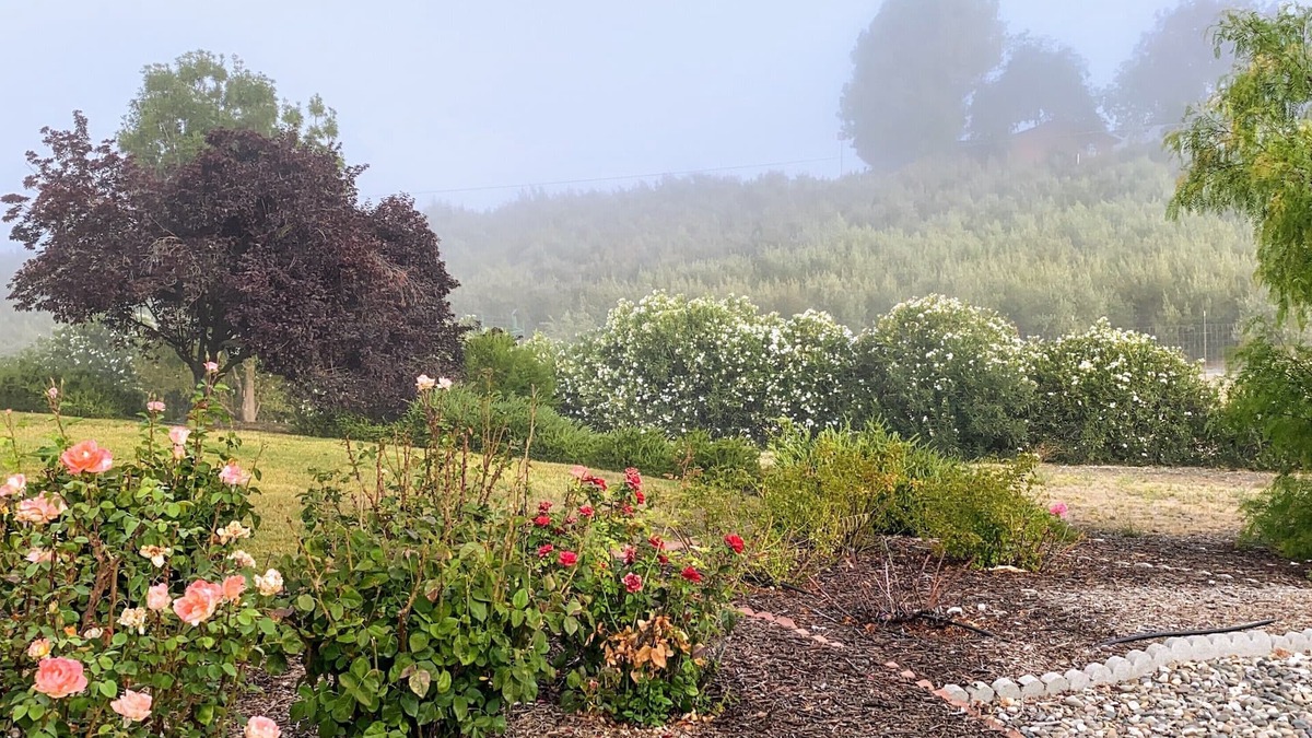 San Miguel House | Vista Vine Cottage-Vista Views of Olive Orchards and Vineyards for Miles!