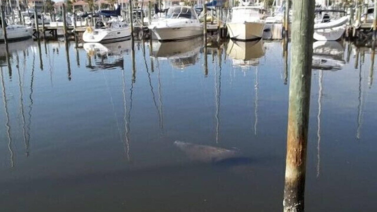 Burnt Store Marina Condo | Watch the manatees from your lanai while drinking your morning coffee and relax.
