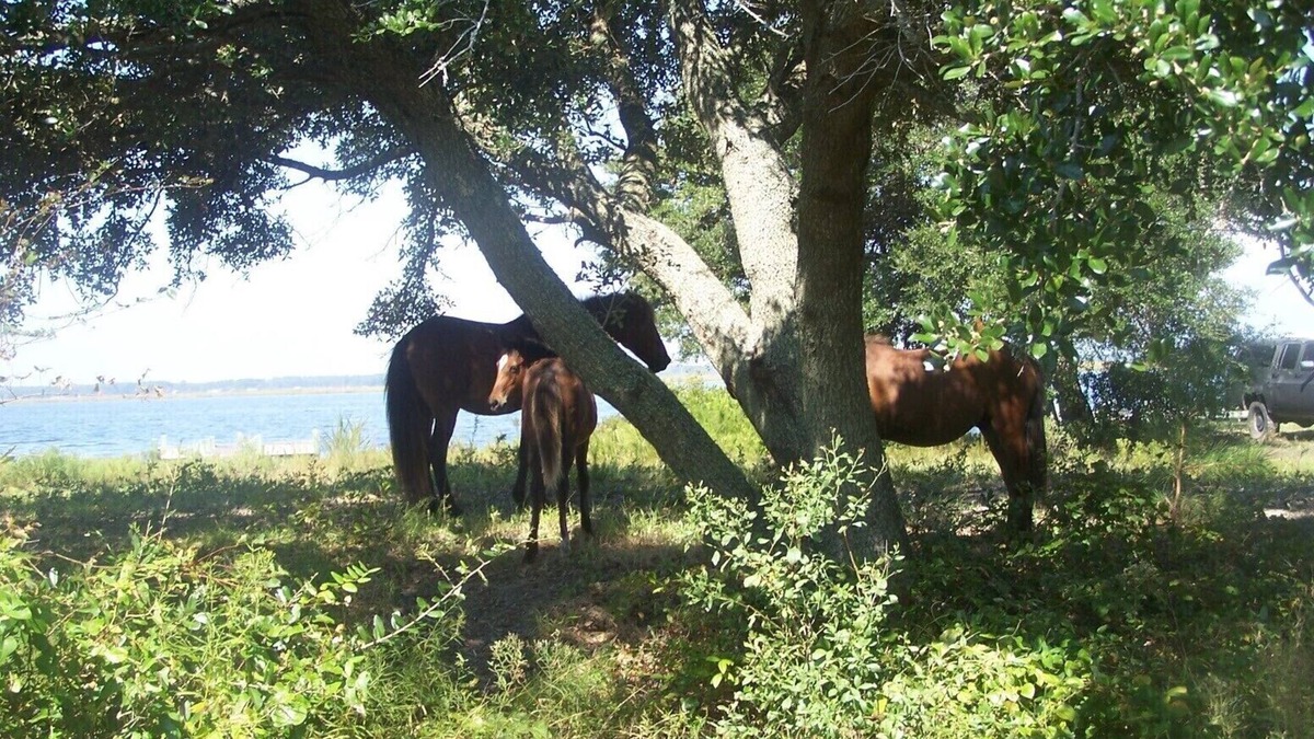 Carova Beach House | Waterfront Cottage Nestled in a Secluded Wild Horse 4 ~WD~ Area