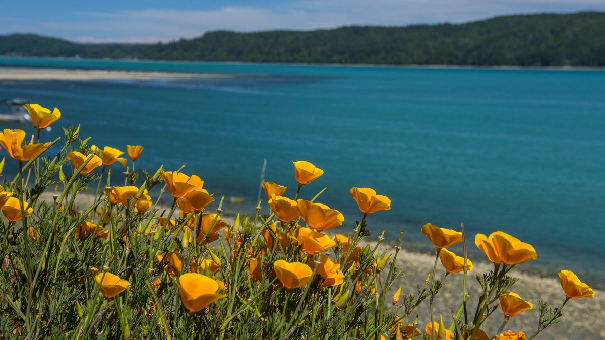 Hoodsport House | Waterfront Hood Canal Farmhouse - Oysters, Kayak, & Paddleboards!